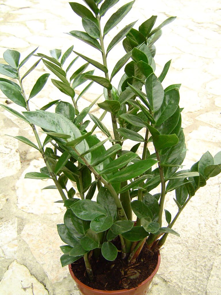 ZZ plant thriving in a windowless bathroom with humidity