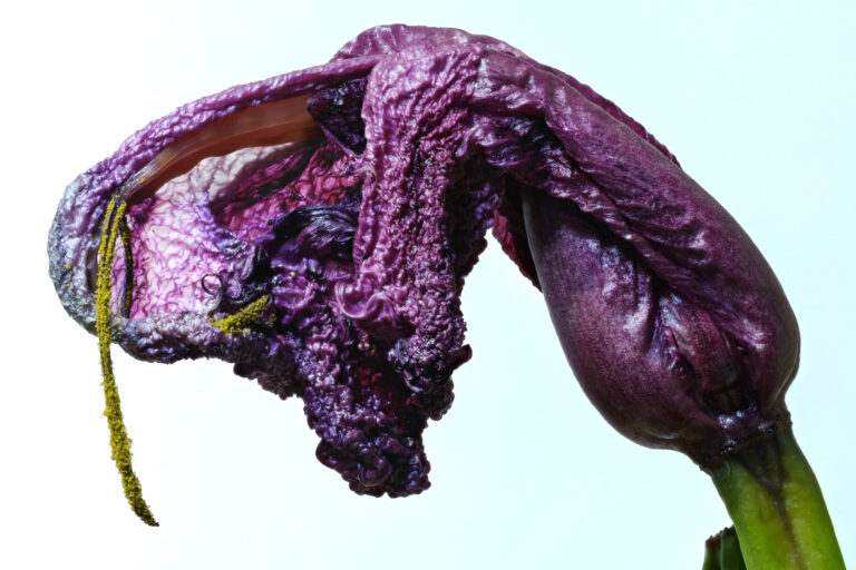 Wilted drooping flower stem showing loss of turgor pressure from water stress