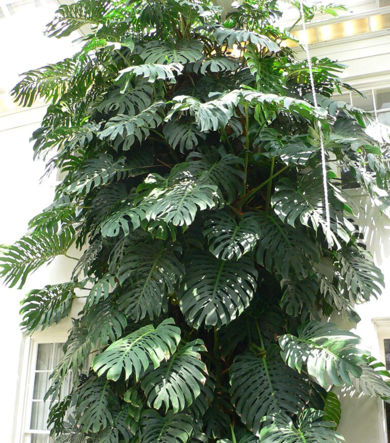 Healthy thriving Monstera deliciosa with vigorous growth from proper fertilizing