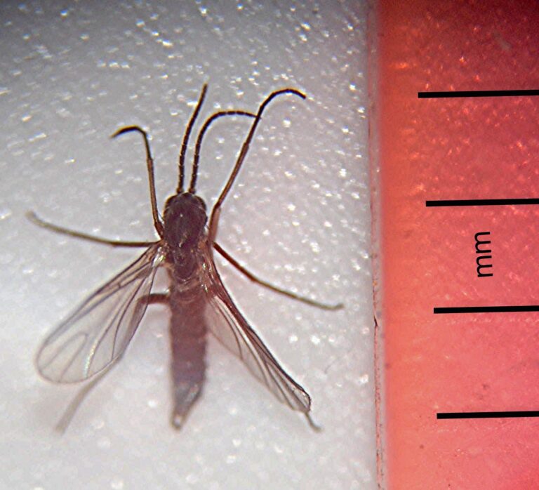 Adult fungus gnat on plant leaf showing dark body and long legs