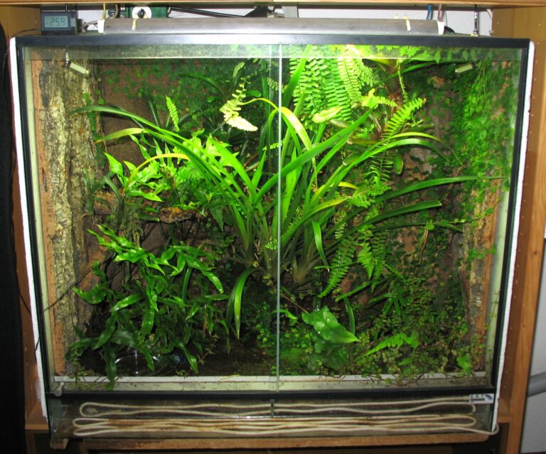 Tropical terrarium with high humidity supporting lush plant growth