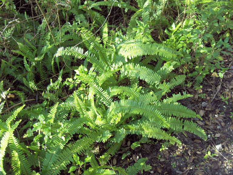 Boston fern thriving in high humidity conditions