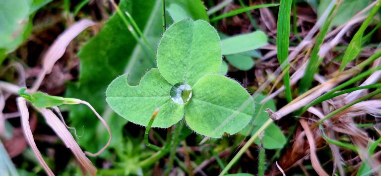 Water droplet on leaf illustrating condensation from low humidity