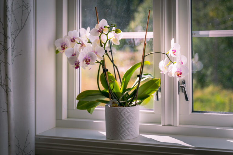 Orchid houseplant placed by a sunny west-facing window