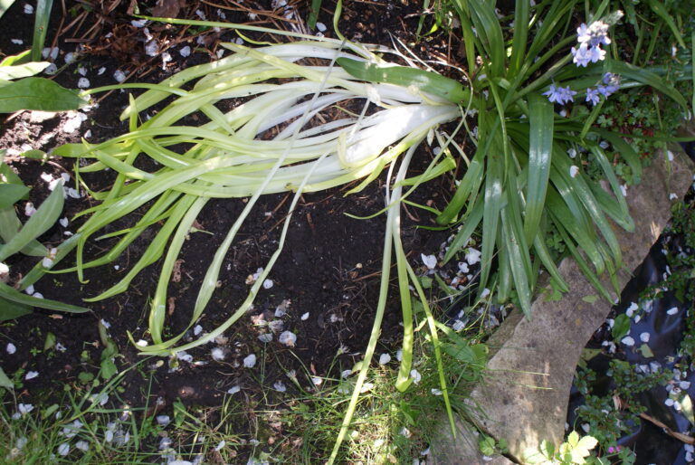Etiolated plant with stretched pale stems from insufficient light