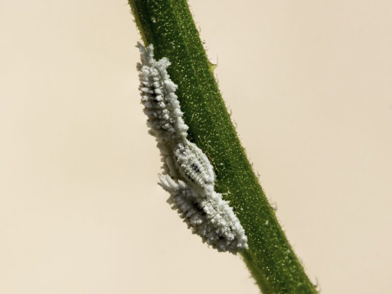Mealybugs forming white cottony clusters on plant stem