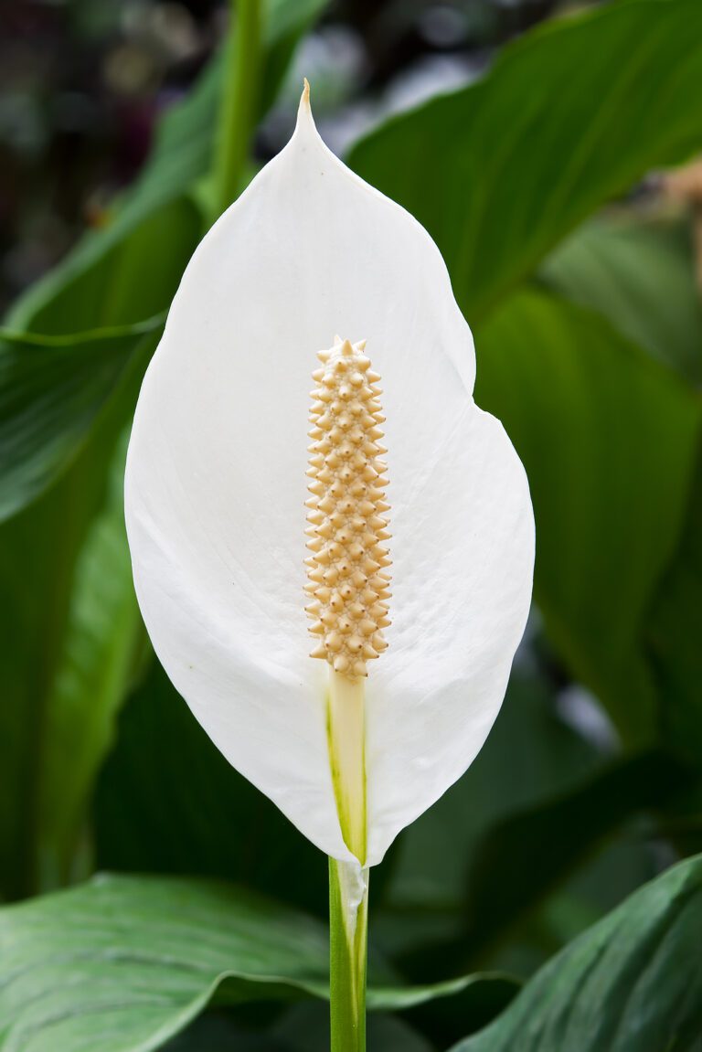 Peace Lily Care: The Complete Guide for Beginners (2026)