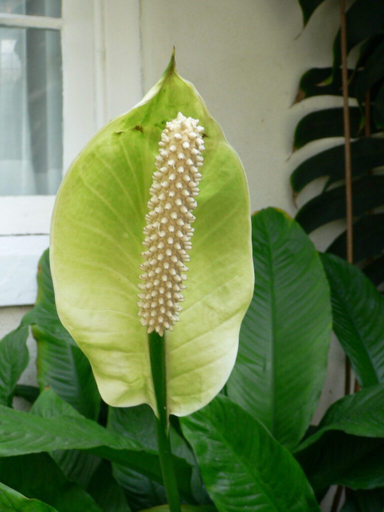 Peace lily Spathiphyllum flower close-up showing white spathe and spadix