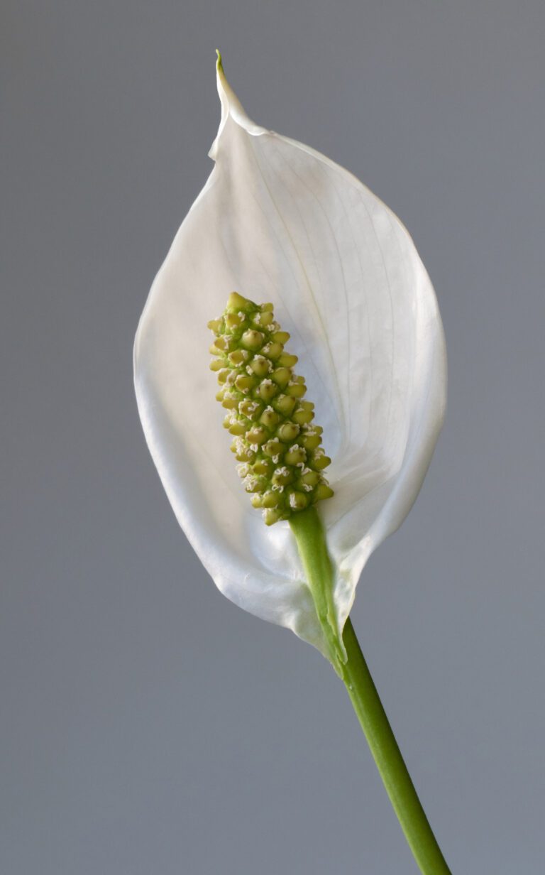 Peace lily with white spathe flower and dark green leaves