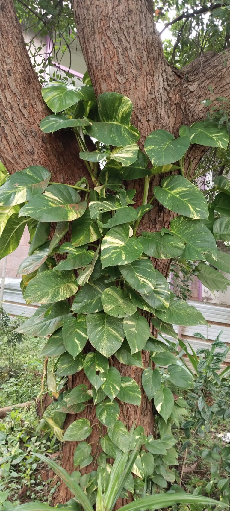 Pothos vine cascading with heart-shaped variegated leaves