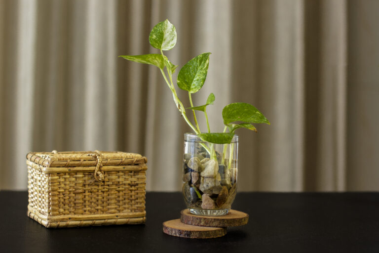 cup plant seeds Mystery Plant Grow Kit