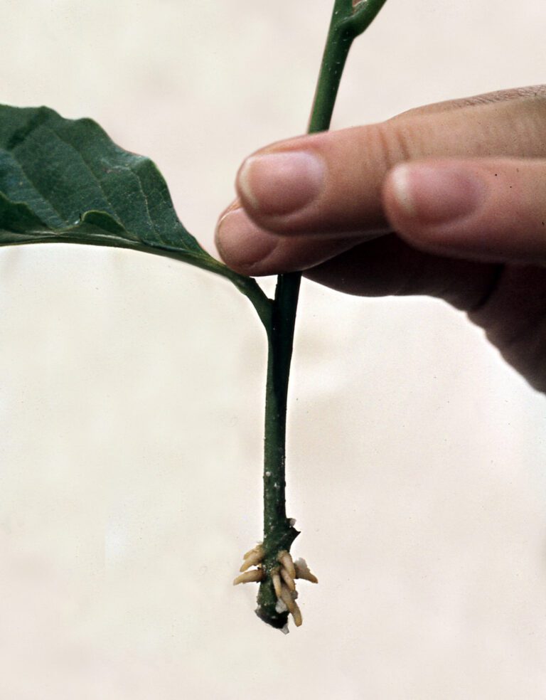 Plant cutting developing adventitious roots in water, the key step in pothos water propagation