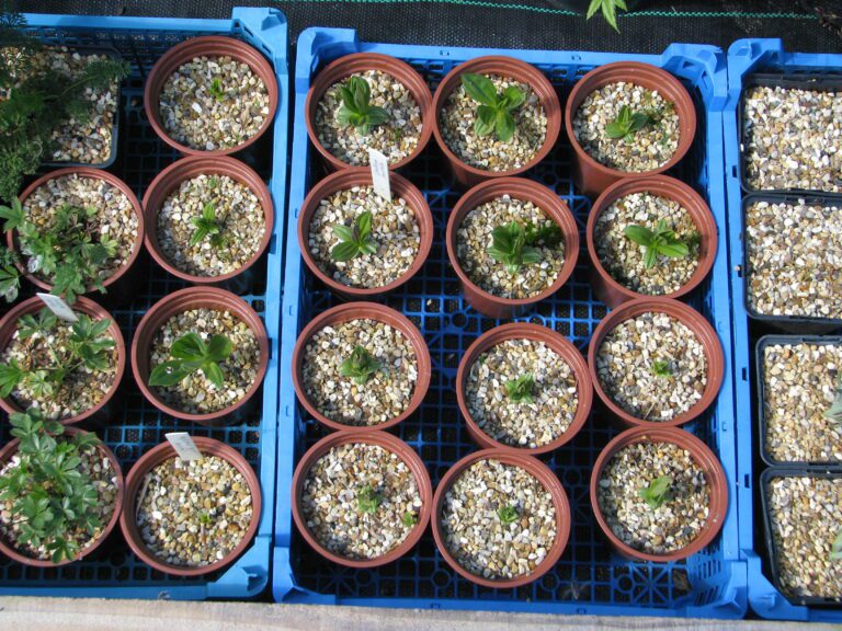 Young seedlings growing from propagation showing early vegetative growth