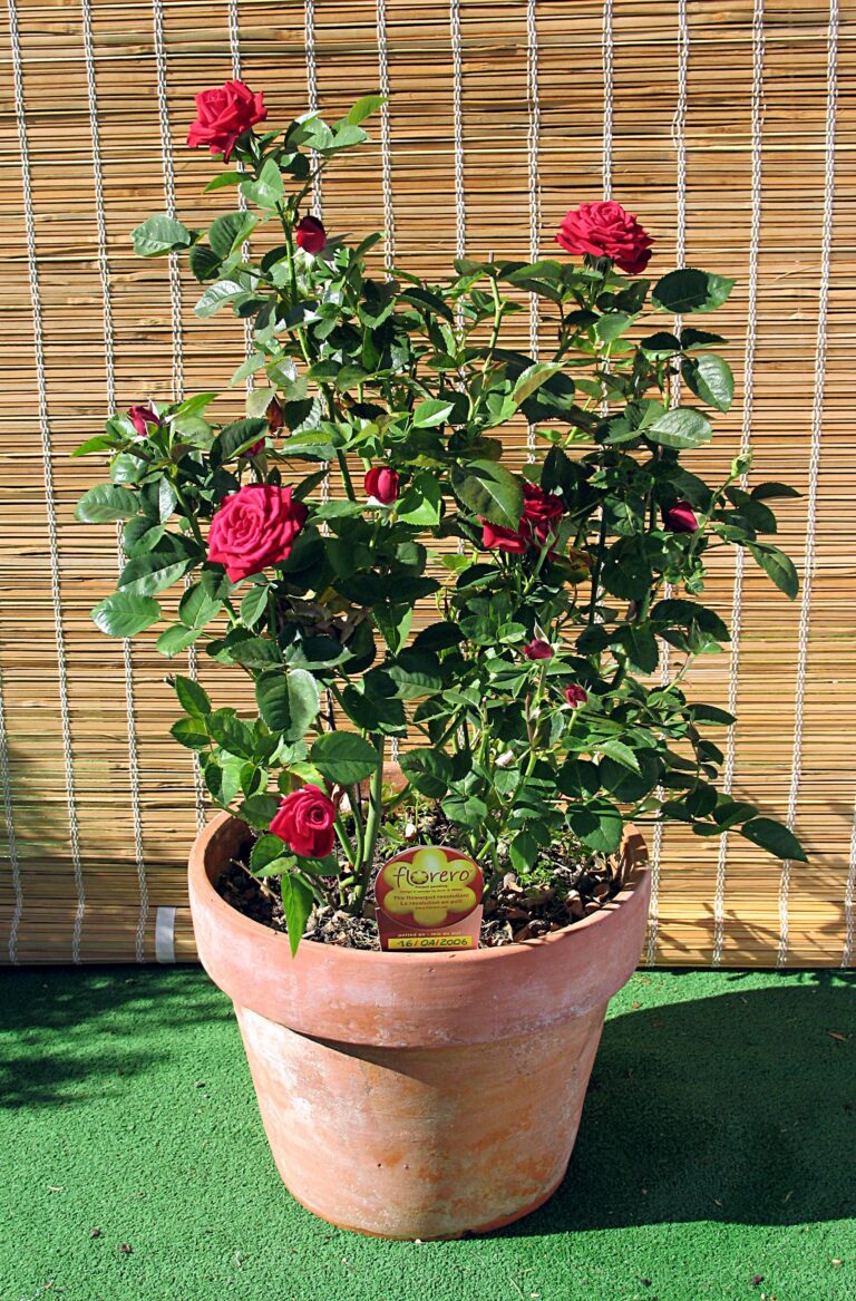 Rose plant growing in a terracotta clay pot
