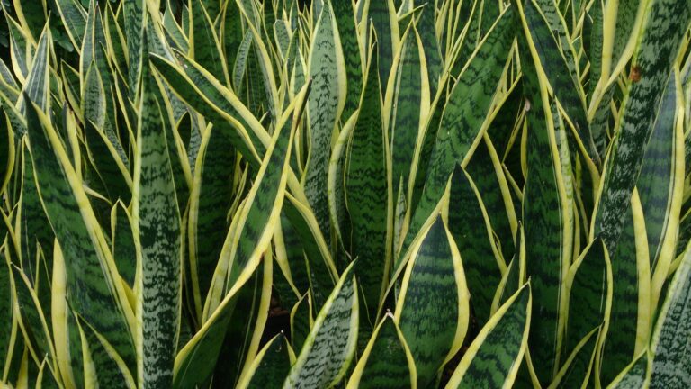 Snake plant (Dracaena trifasciata Laurentii) with yellow-edged upright leaves