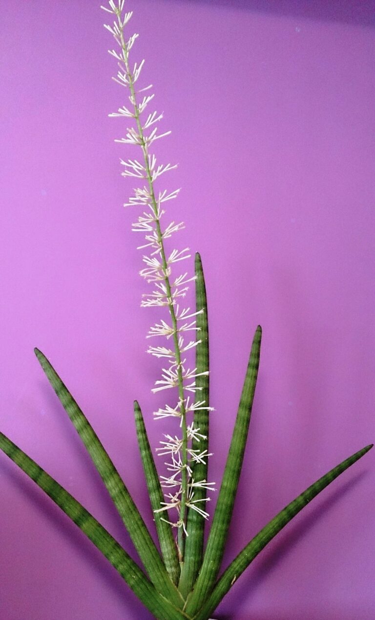 Sansevieria cylindrica variety with round pencil-like leaves