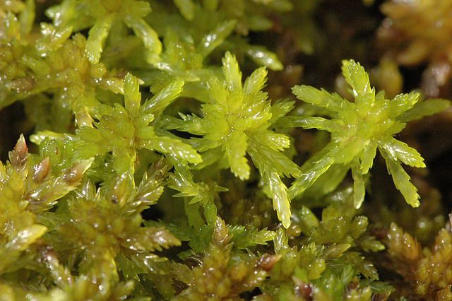 Sphagnum moss used as a moisture-retaining soil amendment