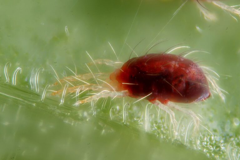 Spider mites with fine silk webbing on plant leaves
