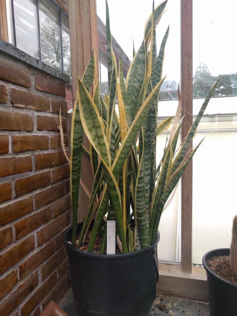 Snake Plant Varieties: 10 Stunning Cultivars You Need to Know