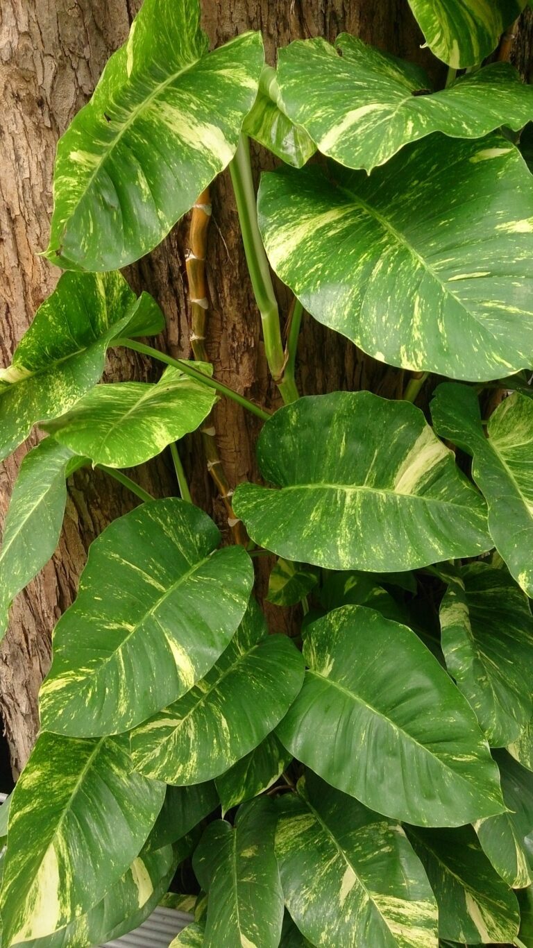 Pothos plant (Epipremnum aureum) showing variegated heart-shaped leaves