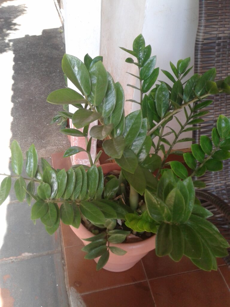 mimosa plant seeds Bashfulgrass Mimosa Pudica Bonsai Herb Seeds for Planting – Great for  Balcony Decoration and Small Indoor Planters