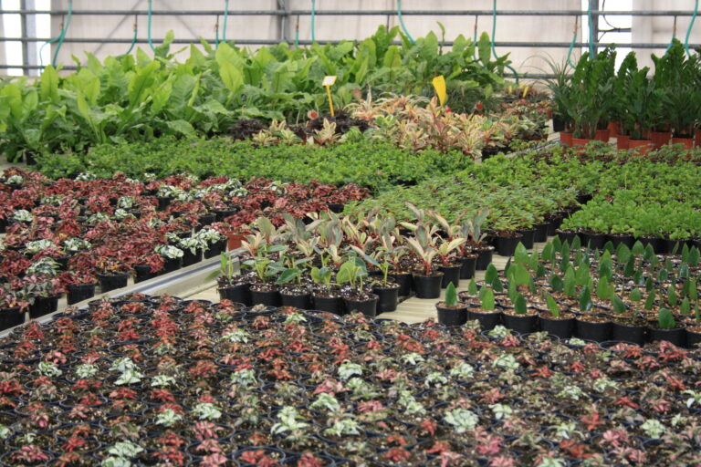 ZZ plant specimen with multiple stems showing mature form and glossy leaflets